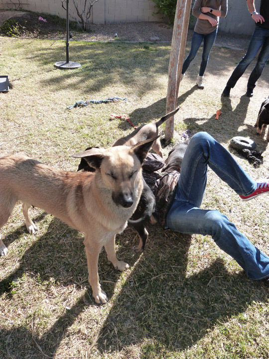 chinook dog